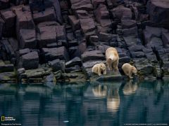 Tapeta National Geographic 578.jpg